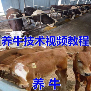 养牛养羊视频教程疾病防治挤奶牛场建设放牧饲养猪技术全套发育-淘宝虚拟货源网
