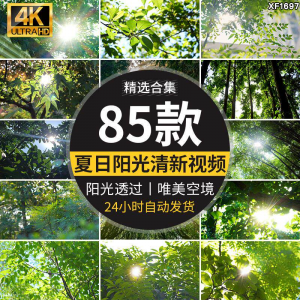 4K夏日阳光透过树叶森林空境升格大自然唯美清新绿叶实拍视频素材-淘宝虚拟货源网