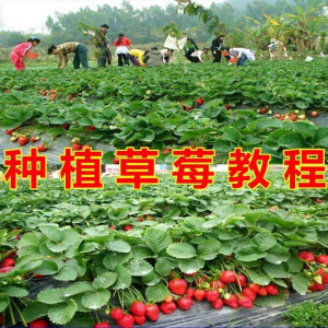图片[1]-草莓种植技术全套视频教程大全科学培训方法经验大棚栽培教程资料-淘宝虚拟货源网