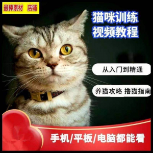 图片[1]-猫咪训练+养猫攻略大全技巧秘诀自学教程课程视频-淘宝虚拟货源网