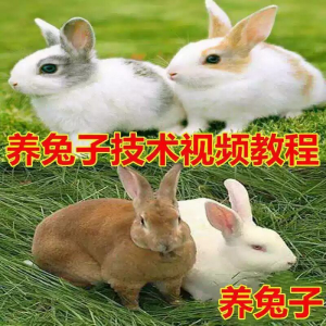 图片[1]-养兔子技术自学全套视频教程大全兔子养殖教程学畜牧养殖视频教程-淘宝虚拟货源网
